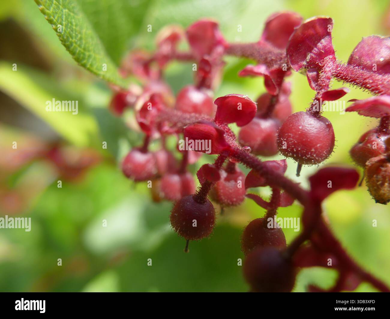 NEWPORT, OREGON – 25. MAI 2025 – Nahaufnahme von roten Hucklebeeren, die auf einem Zweig wachsen und ihre lebendige Farbe und einzigartige Textur in der natürlichen e zeigen Stockfoto