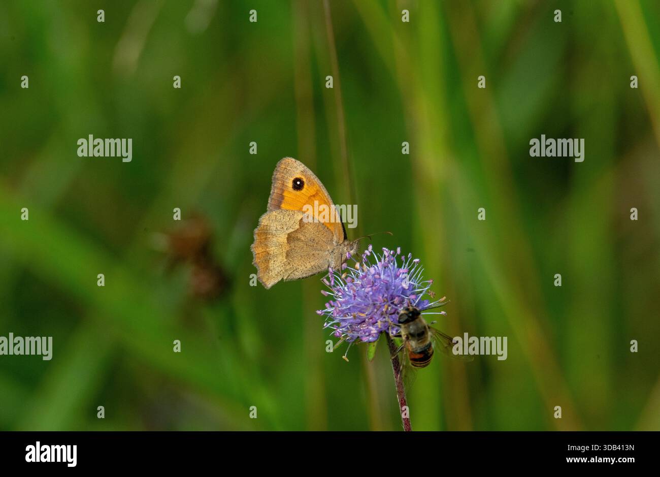 Große Heide (Maniola jurtina), weiblich, on Devil's-Bit Scabious (Succia pratensis) in Buermoos, Schutzgebiet, Salzburg, Österreich Stockfoto
