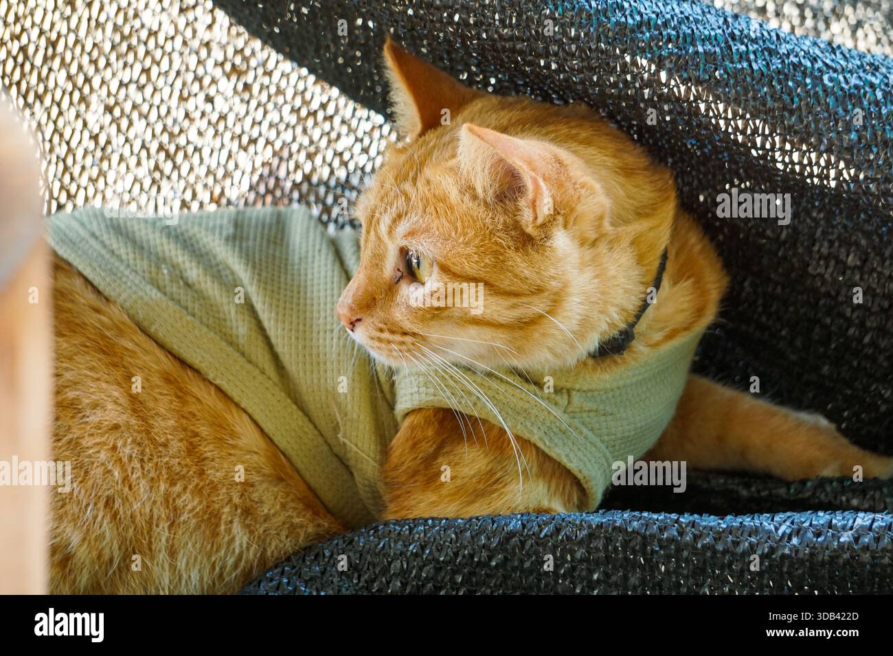 Orangefarbene Tabby-Katze mit hellgrünem, weichem Waffelstrick-Shirt, die teilweise unter einem dunklen, netzartigen Material liegt oder sich versteckt. Der Fokus liegt auf der Katze Stockfoto