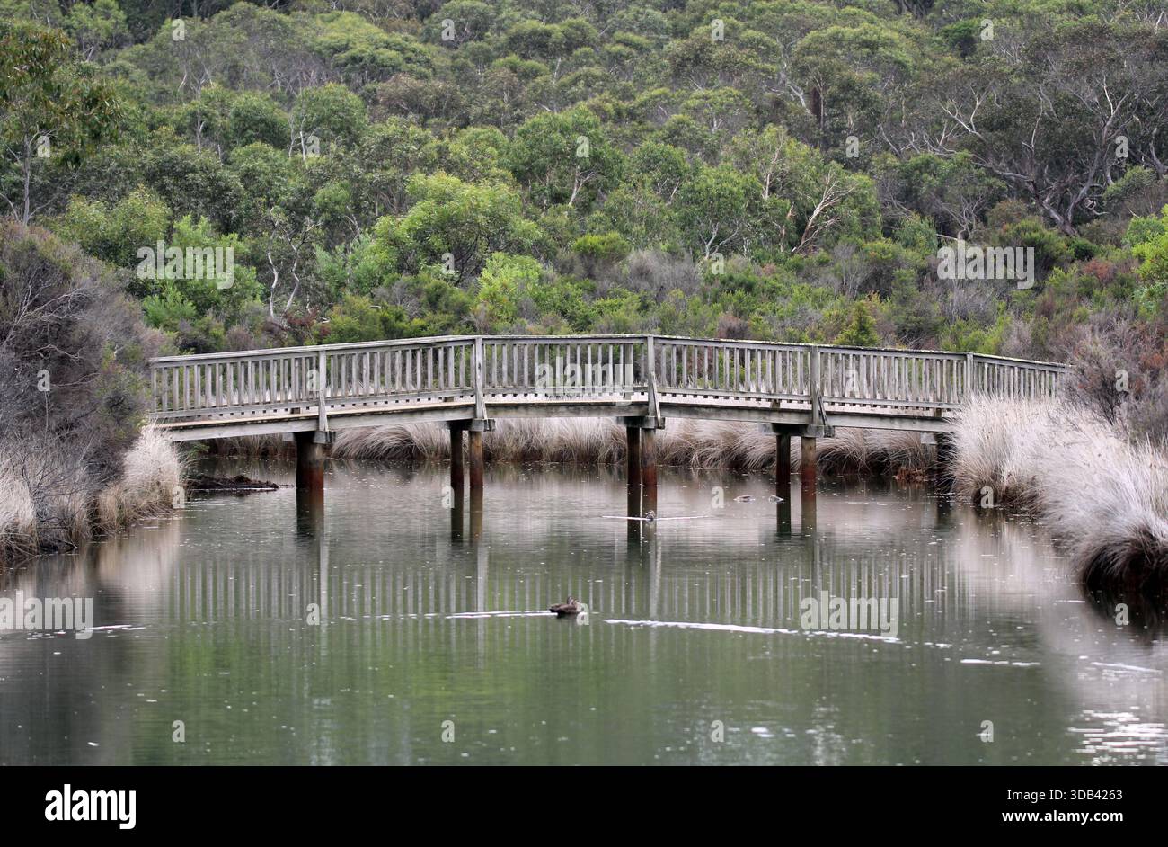 Holzbrücke über das Wasser mit Bäumen und Enten im Coogoorah Park in Anglesea, Victoria, Australien Stockfoto