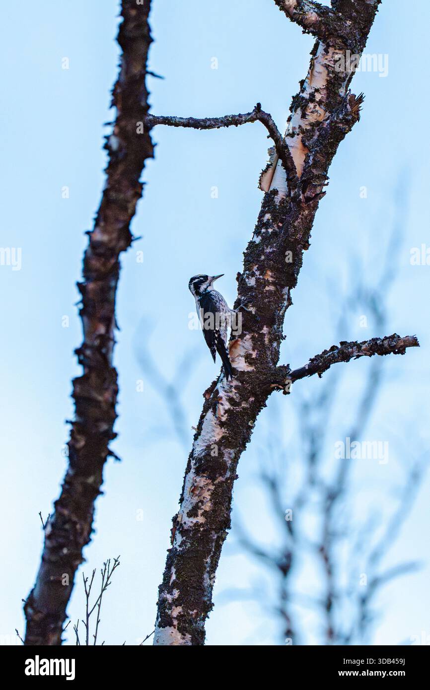 Schweden, Norrbotten County, Abisko, Dreizehenspecht Stockfoto