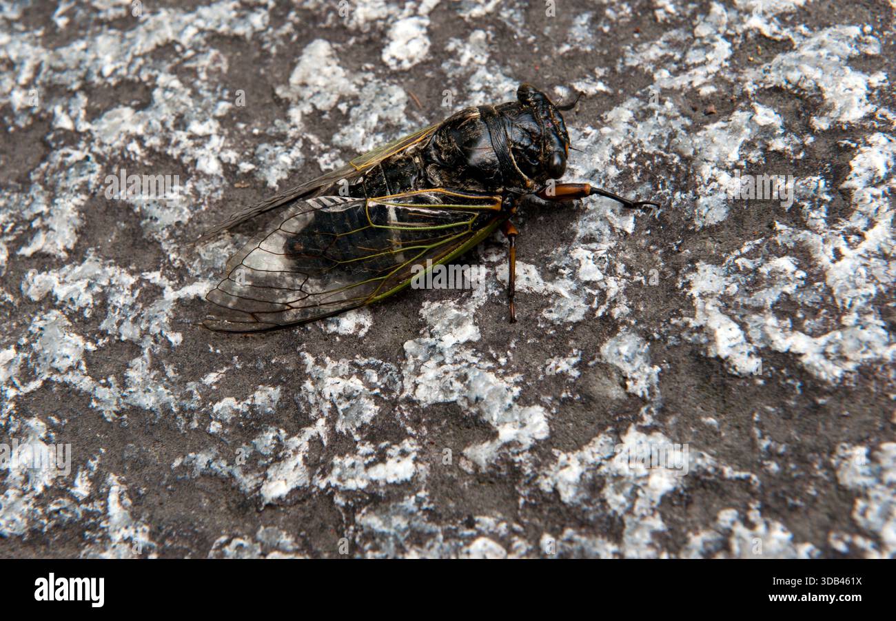 Japanische Zikada (Semi, 蝉), die während der heißen Sommermonate auf einem Felsen ruht und ein lautes, oszillierendes Summen erzeugt, ist ein Zeichen für die Saison in Japan. Stockfoto