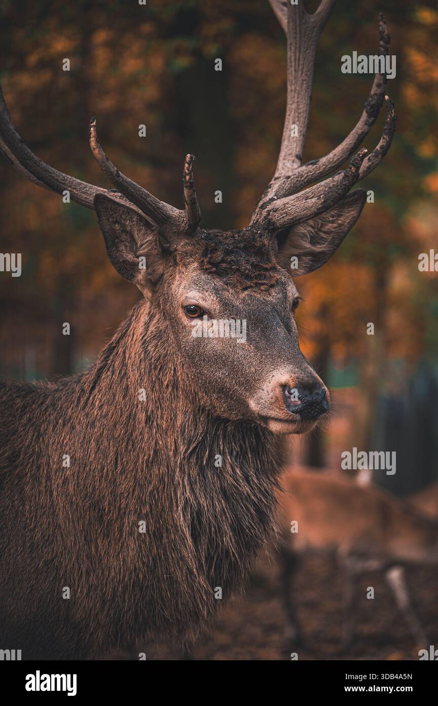 Ein prächtiger Rotwild mit großen Geweihen in einem herbstlichen Wald, Zeulenroda, Thüringen, Deutschland Stockfoto