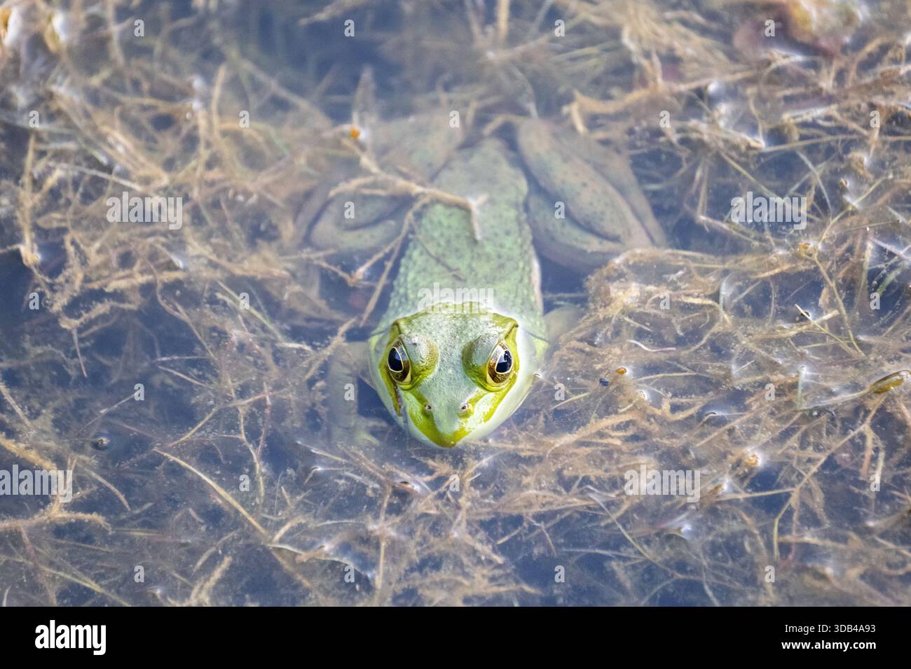 Der amerikanische Bullfrosch (Lithobates catesbeianus) wurde in den Teich der Imperial Palace Gardens in Japan eingeführt Stockfoto