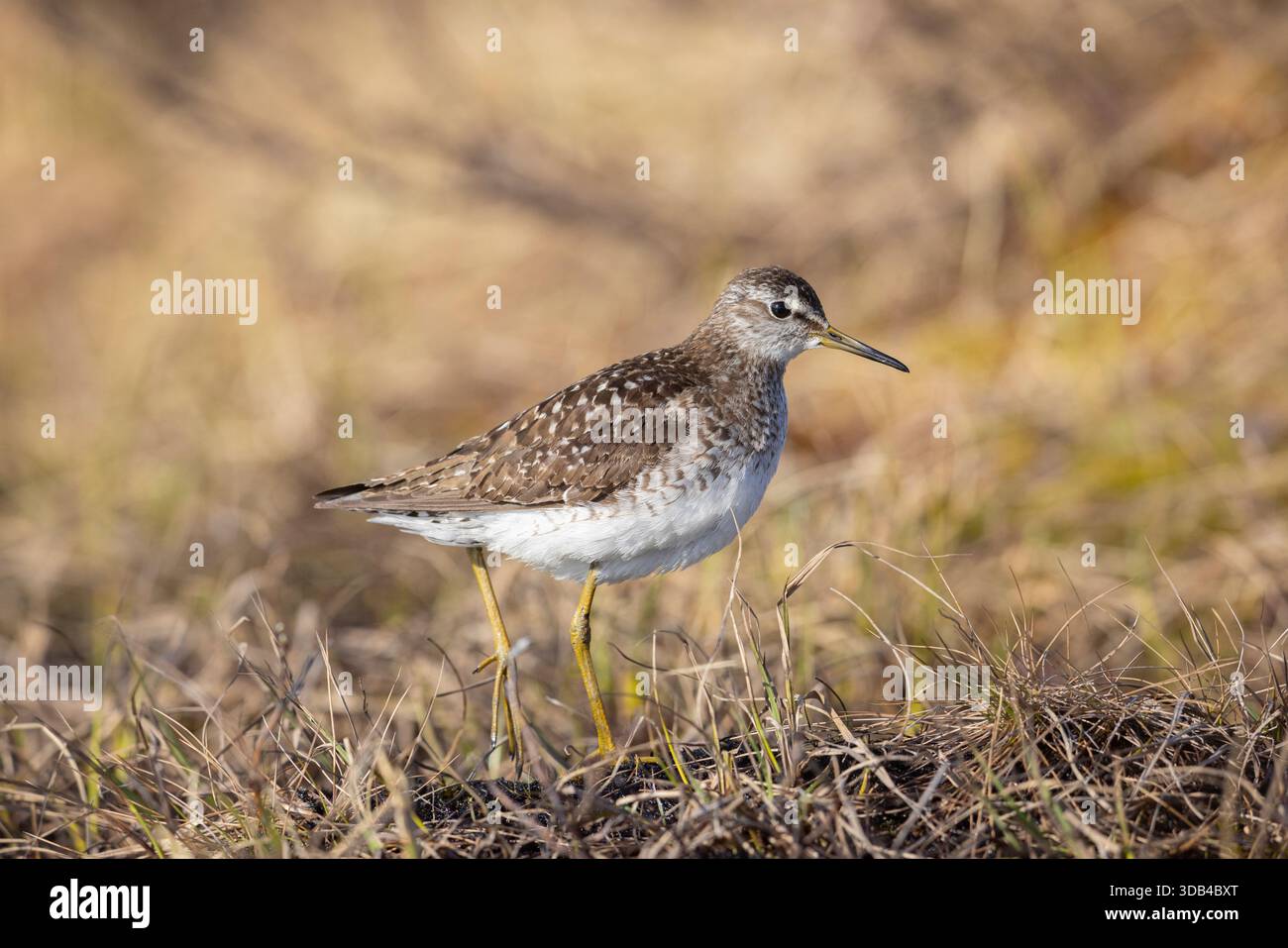Holzsandfänger, Tringa glareola, ausgewachsener Vogel, Jaemtland, Schweden Stockfoto