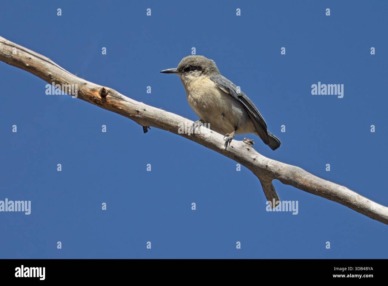Pygmy Nuthatch, Poudre Canyon Road, Colorado, USA, April 2025 Stockfoto