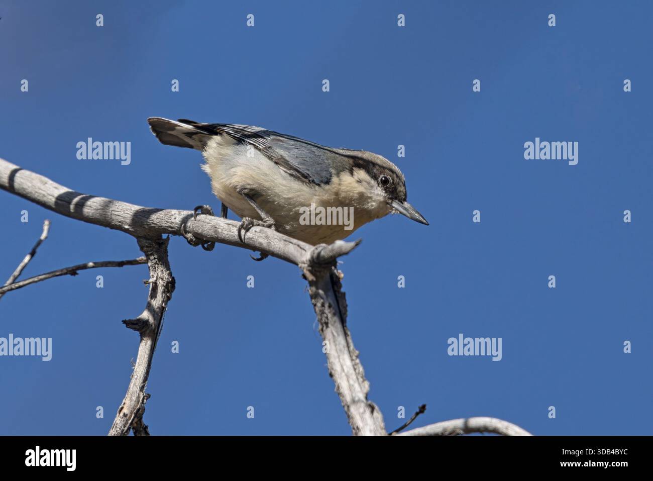Pygmy Nuthatch, Poudre Canyon Road, Colorado, USA, April 2025 Stockfoto