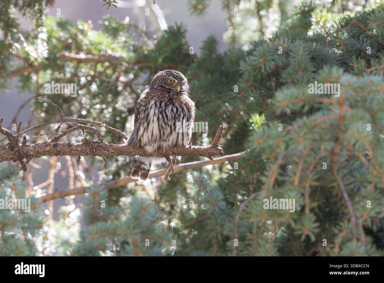 Northern Pygmy-Owl, Gateway Natural Area, Colorado, USA, April 2025 Stockfoto