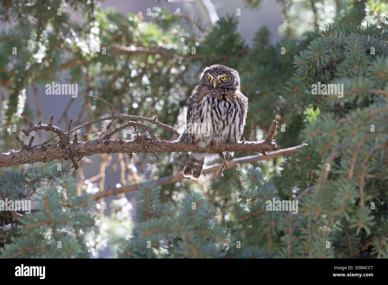 Northern Pygmy-Owl, Gateway Natural Area, Colorado, USA, April 2025 Stockfoto
