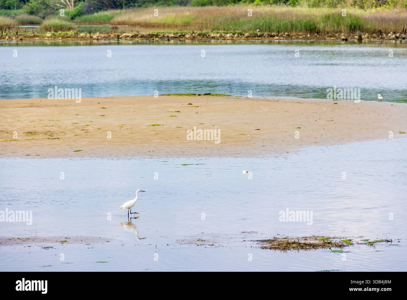 Kleiner Reiher im Wasser an einem See Stockfoto