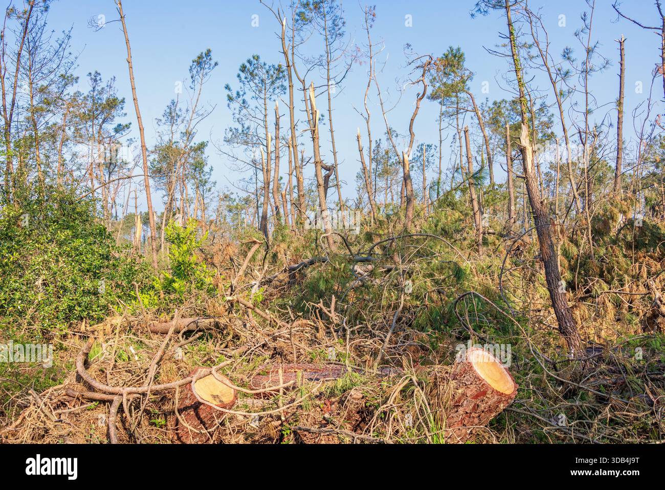 Sturm beschädigte Wald mit umgestürzten Bäumen Stockfoto