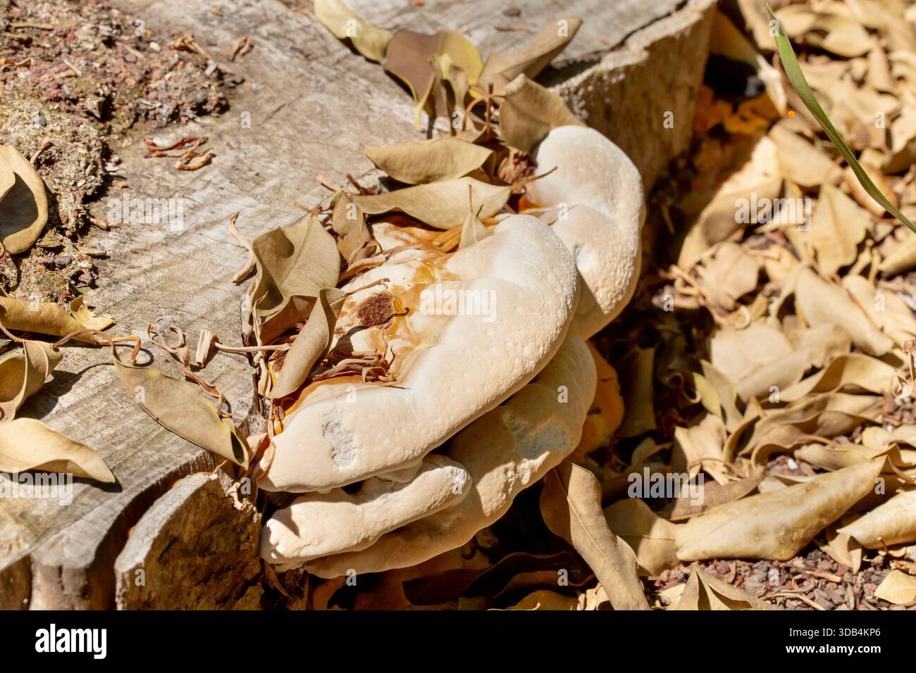 Ein Blick auf einen Waldpilz, der auf einem abgeschnittenen Baumstamm wächst. Stockfoto