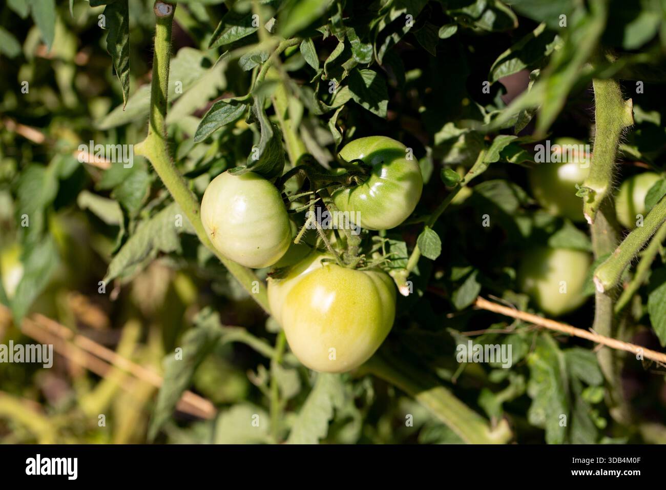 Blick auf unreife Tomaten in einem Garten. Stockfoto