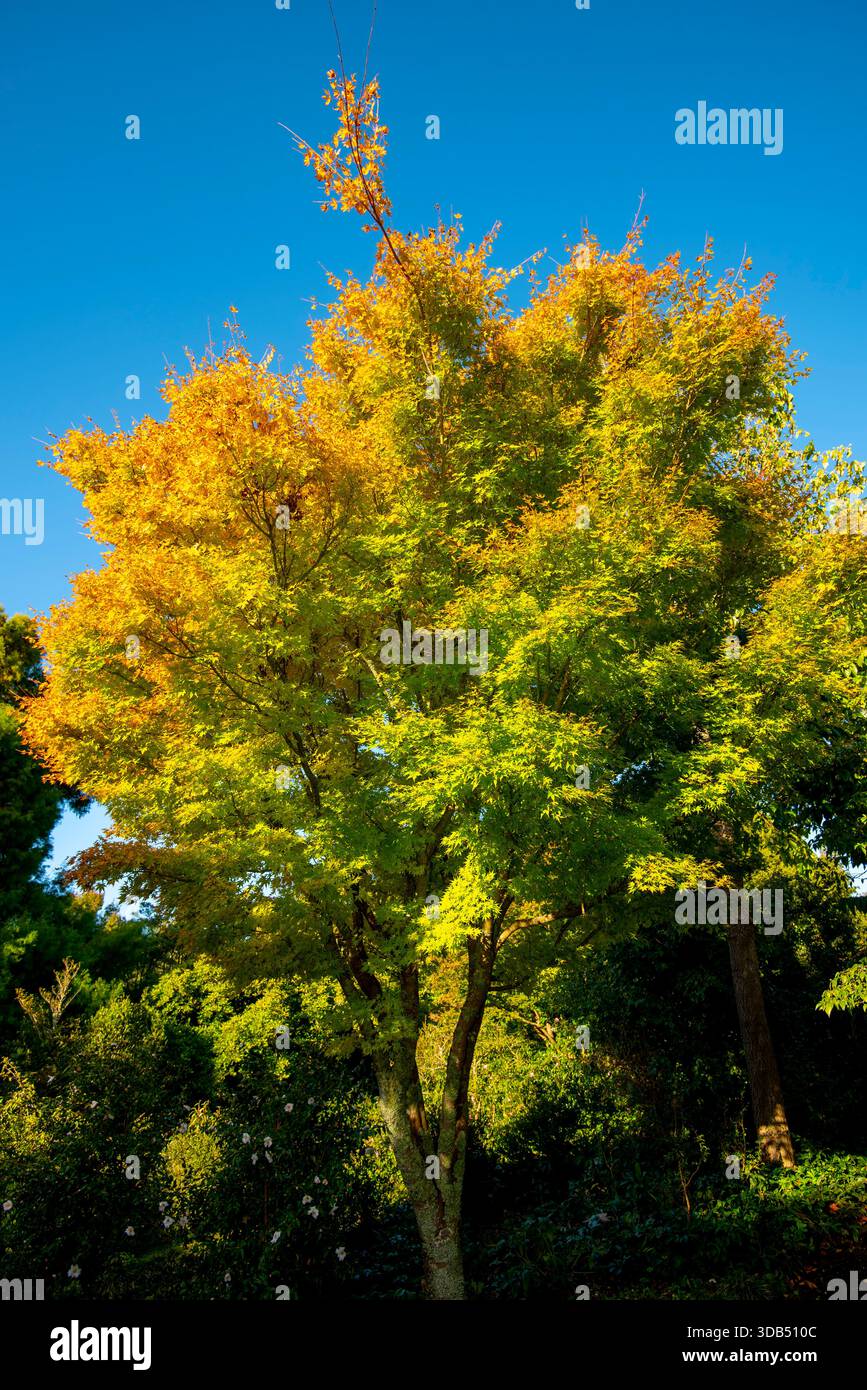 Senkaki Japanischer Ahornbaum (Korallenrinde Ahorn) Stockfoto