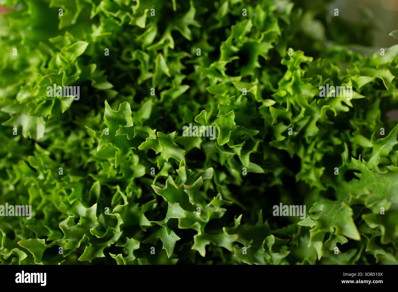 Eine Nahaufnahme von lockigen Endivienblättern als Hintergrund. Stockfoto