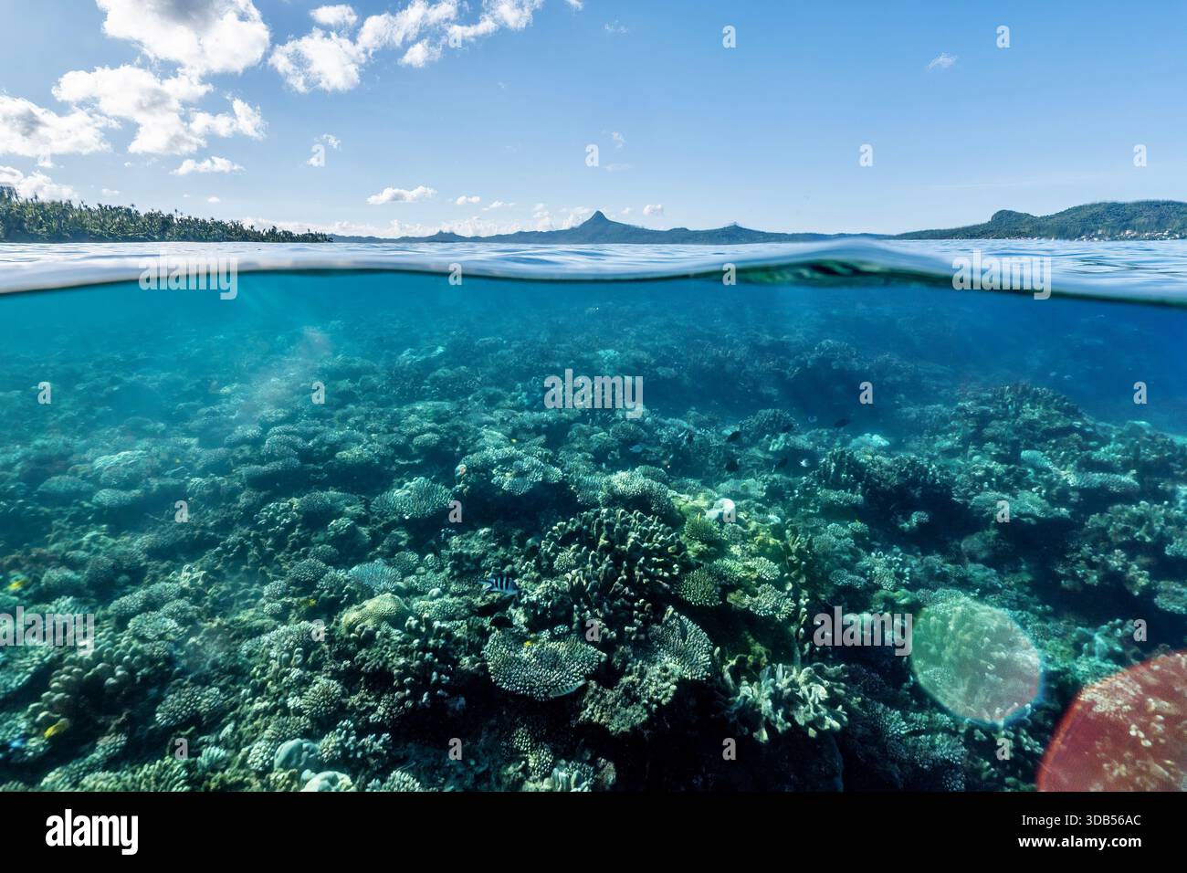Gesundes Korallenriff in der Lagune von Mayotte, Indischer Ozean, mit tropischen Korallen und Rifffischen in klarem Wasser innerhalb eines geschützten Meeresökosystems. Stockfoto