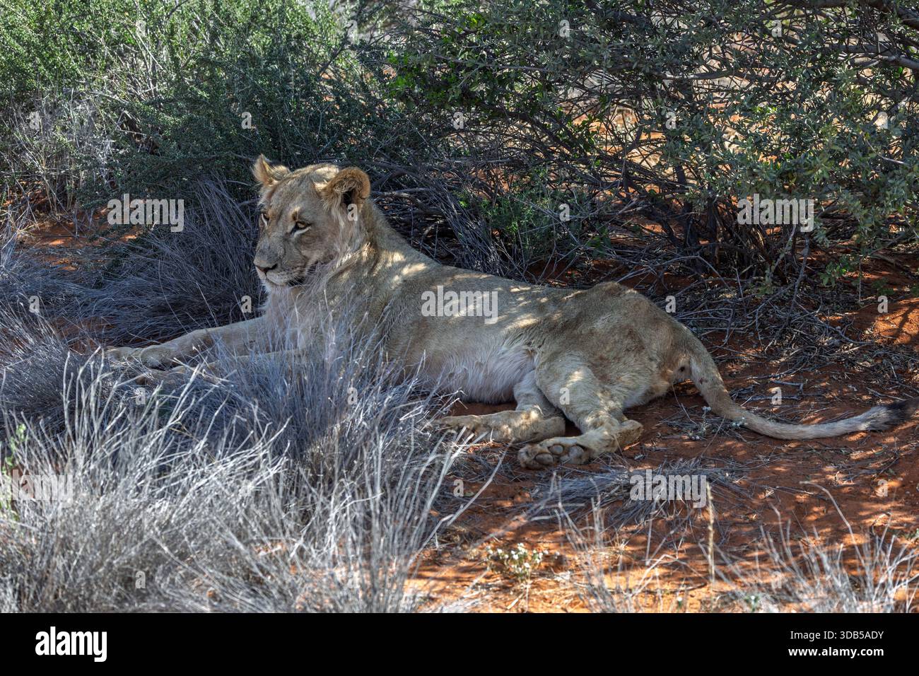 Junger männlicher Löwe neben Eland Kill, Twasulu Kalahari Reserve, Kalahari, Südafrika Stockfoto