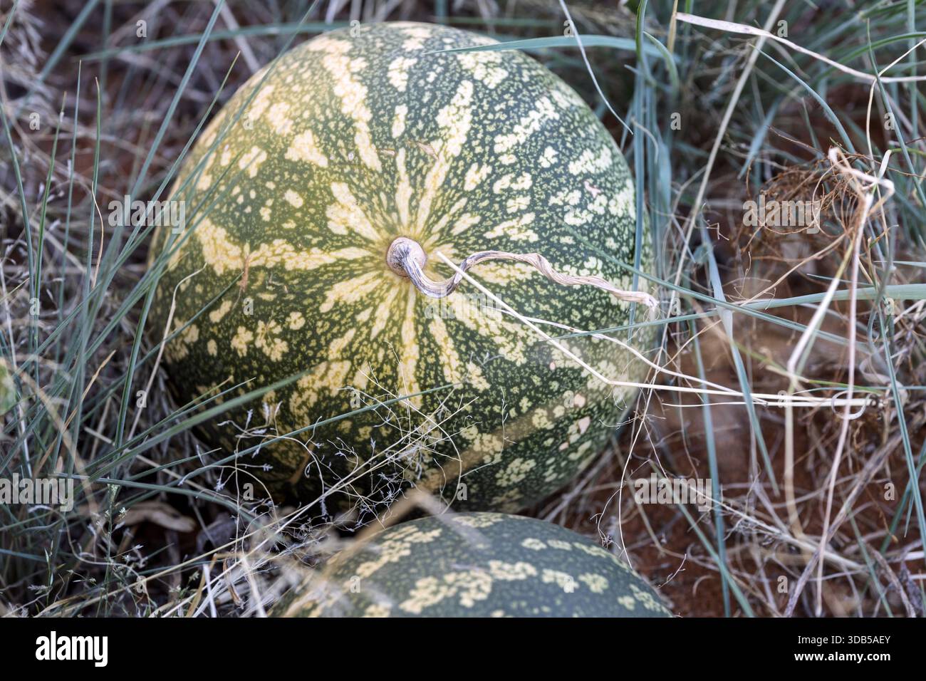 Tsamma alias Kalahari Melon, Citrullus amarus, Twasulu Kalahari Reserve, Kalahari, Südafrika. Medizinische Eigenschaften - verwendet als Creme für Sonnenbrand und Stockfoto