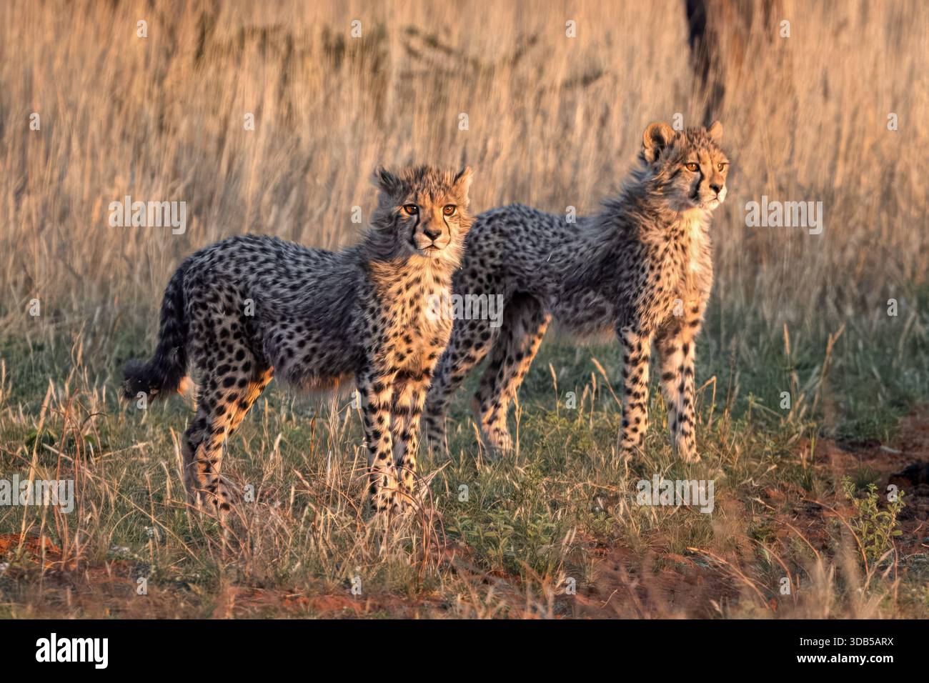 Gepardenjungen, Abenddämmerung, Twasulu Kalahari Reserve, Kalahari, Südafrika Stockfoto