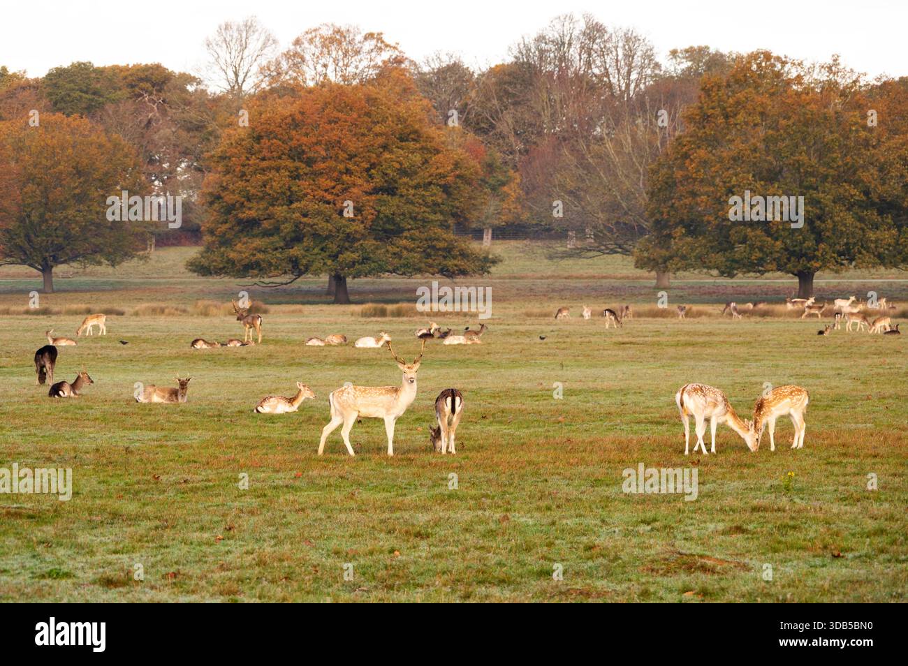 Eine Herde Damhirsche, die in Richmond Park, Richmond, London, England, lebt Stockfoto