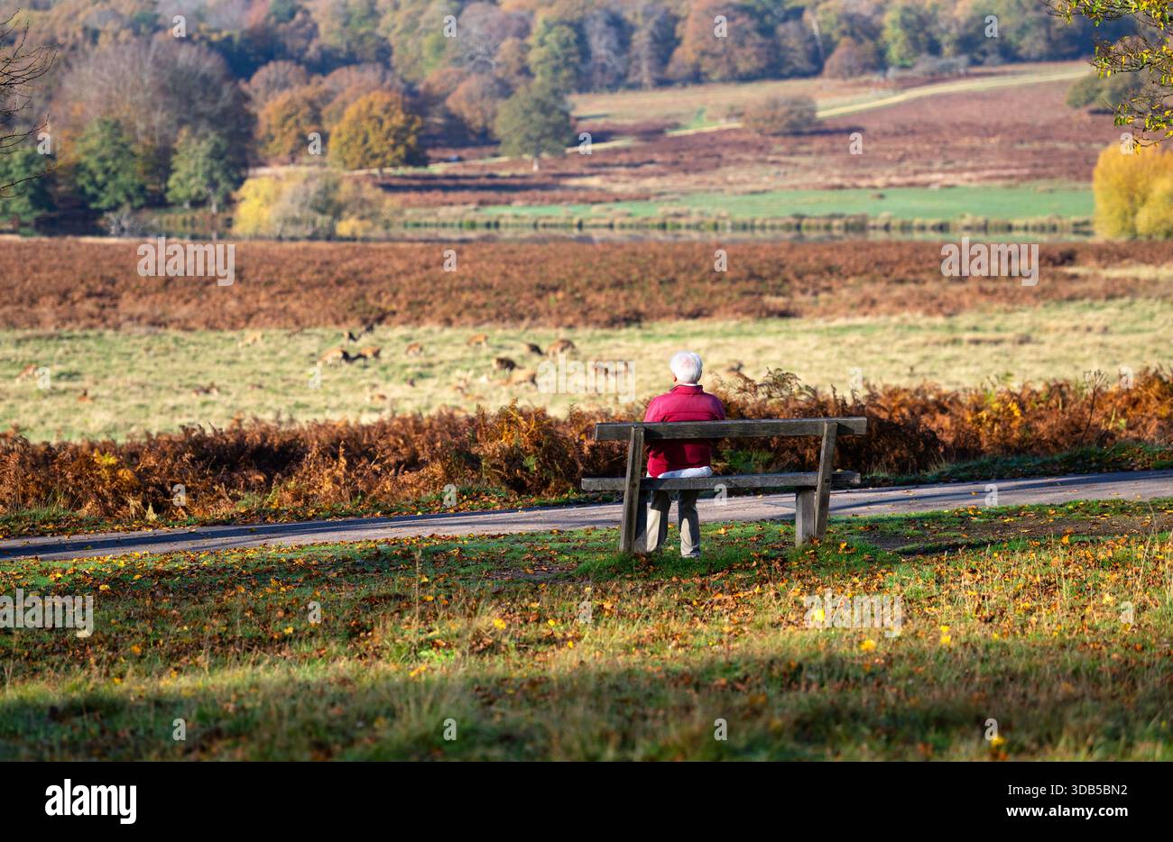 Ein Walker auf einer Bank, der über eine Herde Rotwild in Richmond Park, Richmond, London, England blickt Stockfoto