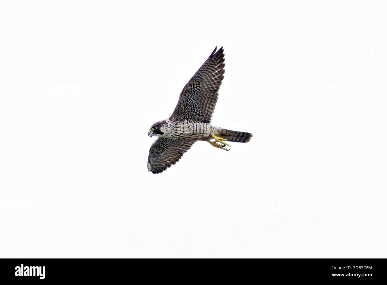 Ein mächtiger Raptor mit blau-grauem Rücken und schwarzem Kopf, berühmt für seinen Hochgeschwindigkeits-Tauchgang (Stoop). Er ernährt sich hauptsächlich von anderen Vögeln (wie Tauben und Möwen), Stockfoto