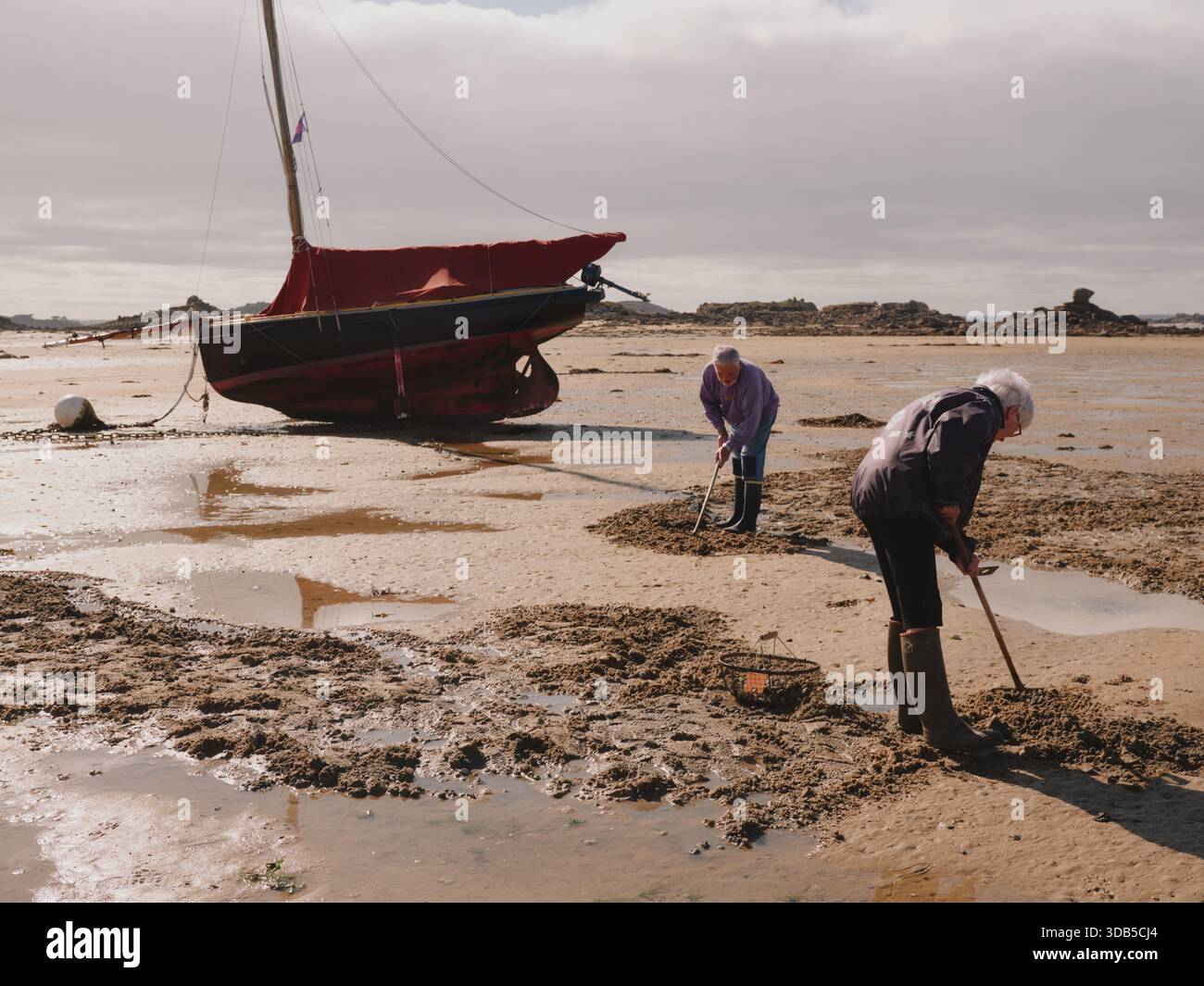 Lokale Cockle Pflücker auf dem Ebbe-Sand in Port Saint Sauveur Bretagne Frankreich EU Stockfoto