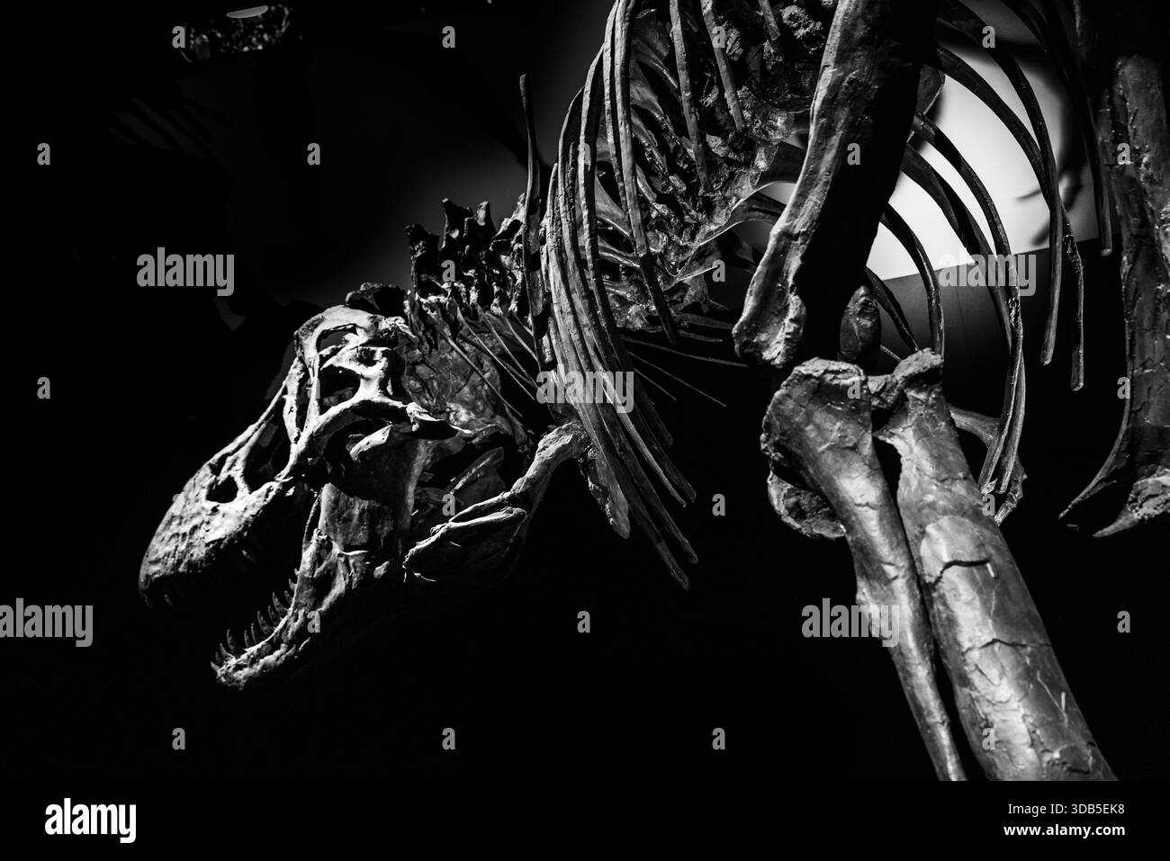 Dramatische monochrome Nahaufnahme einer Dinosaurier-Skelett-Ausstellung mit Schädel und Brustkorb in einem Museum Stockfoto