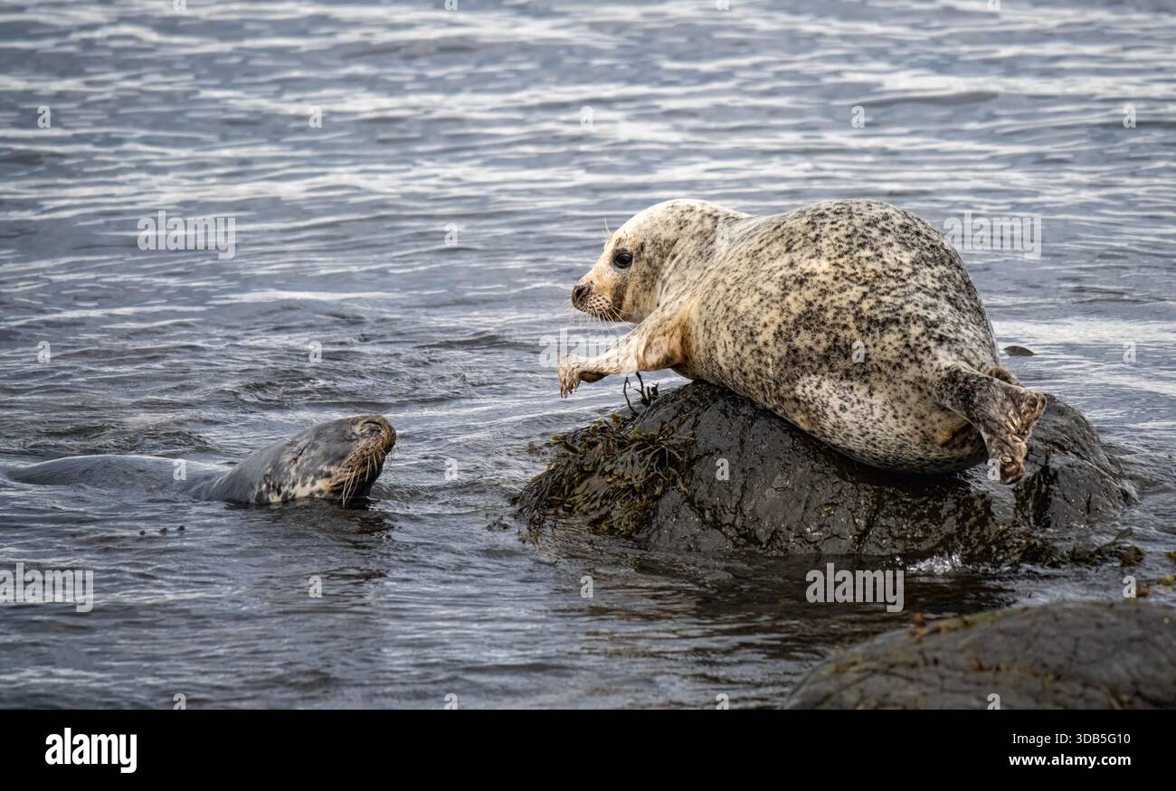 Seehunde (Phoca vitulina) ruht, während die Seehunde (Halichoerus grypus) in der Nähe schwimmt und versucht, sie zu entfernen. Kintyre, Schottland. Stockfoto