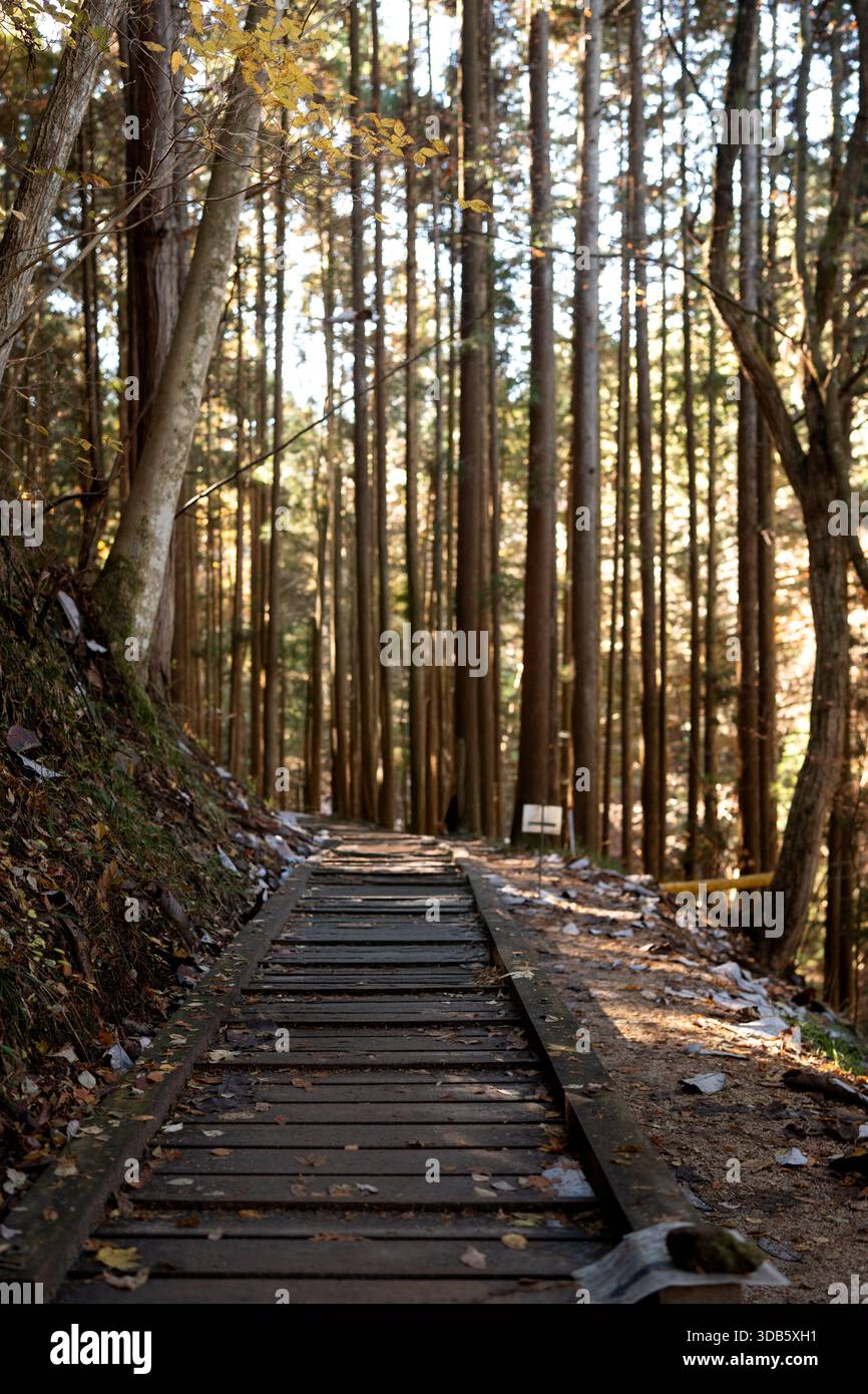 Rustikaler hölzerner Boardwalk-Pfad, der durch einen dichten Nadelwald bei Herbstsonnenlicht führt Stockfoto