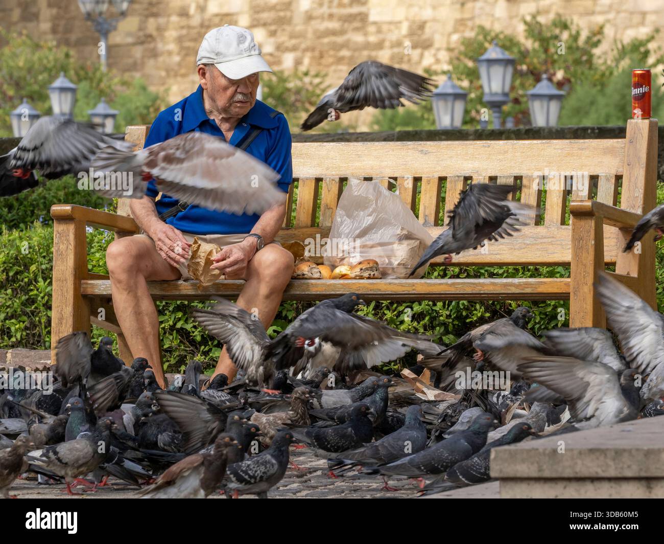 Man füttert Tauben in den Upper Barrakka Gardens, Valletta, Republik Malta Stockfoto