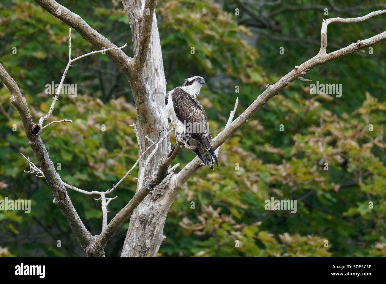 Juveniler männlicher Osprey-Pandion haliaetus auf dem Hochsitz. Stockfoto