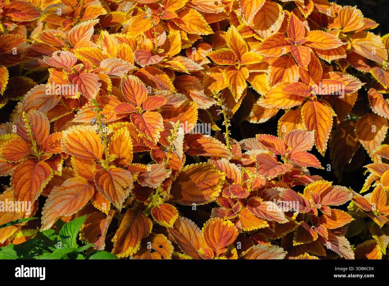 Orangefarbene Brennnessel, coleus-Blumen Stockfoto