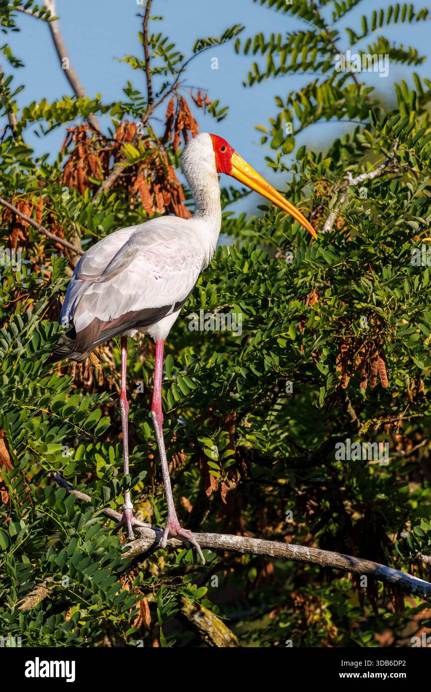 Gelbschnabelstorch, Mycteria ibis, gebürtig in Madagaskar und Afrika Stockfoto