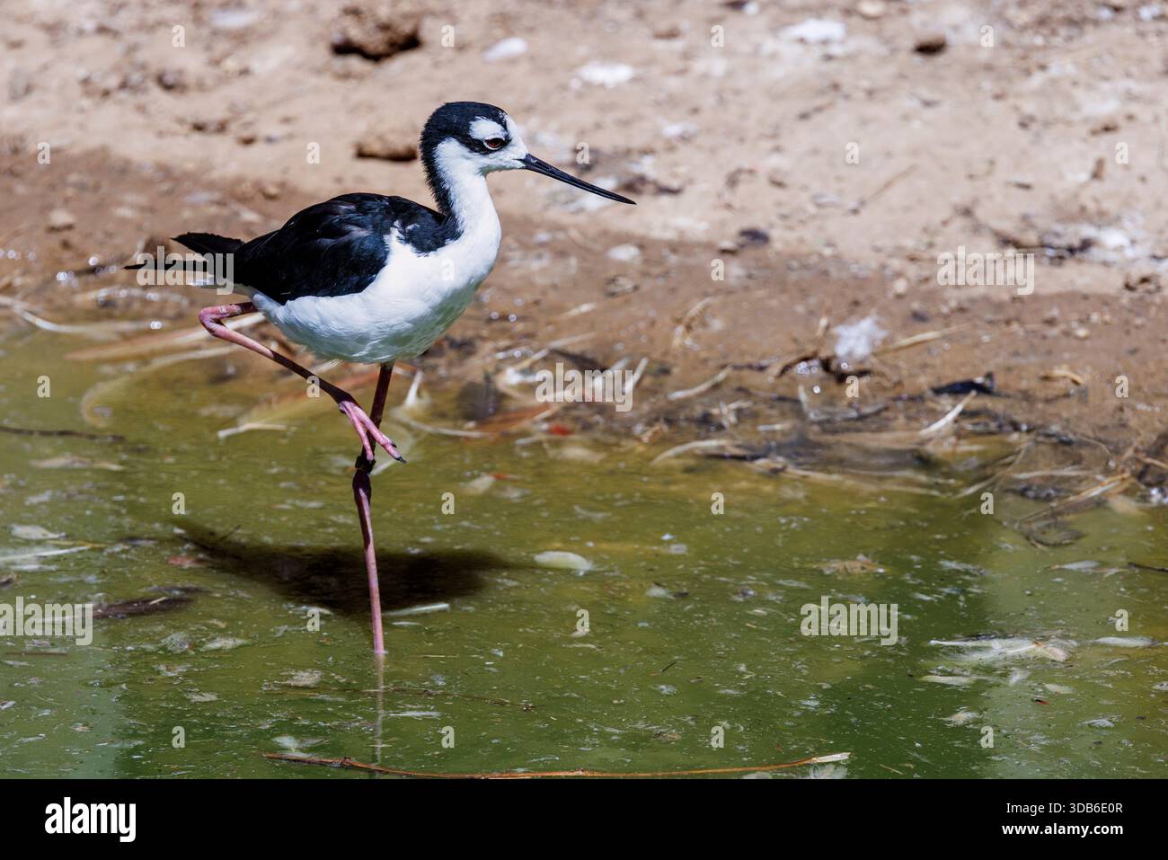 Schwarzhalsstelze, Himantopus mexicanus, gebürtig in Amerika Stockfoto