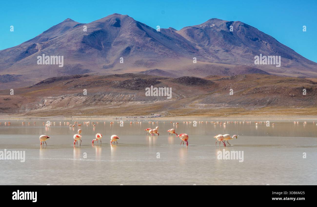 Flamingos füttern in Laguna Hedionda - Spanisch für stinkenden See - ein wunderschöner Salzsee auf 4120 m in den Anden von Bolivien mit hohem Schwefelgehalt Stockfoto