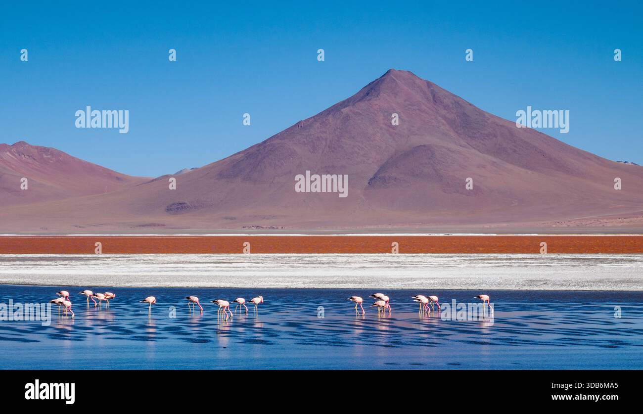 Flamingos fressen in den algenreichen Gewässern der Laguna Colorado die Rote Lagune in den Hochanden Boliviens Stockfoto