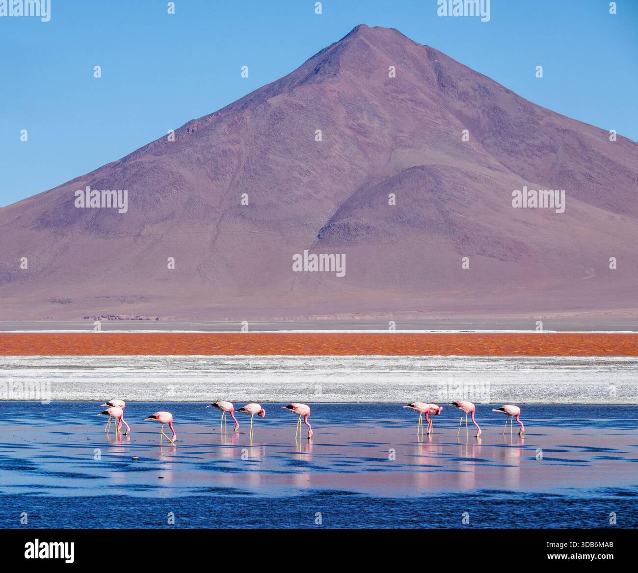 Flamingos fressen in den algenreichen Gewässern der Laguna Colorado die Rote Lagune in den Hochanden Boliviens Stockfoto
