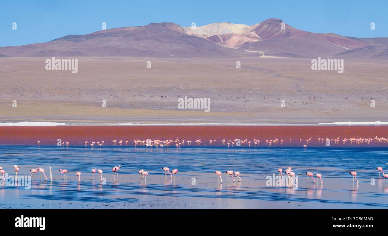 Flamingos fressen in den algenreichen Gewässern der Laguna Colorado die Rote Lagune in den Hochanden Boliviens Stockfoto