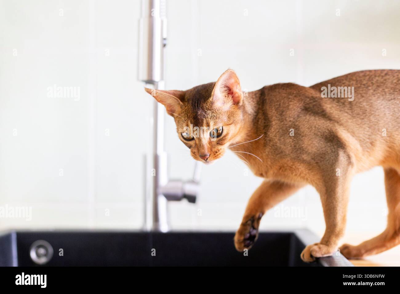 Die reinrassige abessinierkatze spielt morgens mit Wasser aus der weißen Küche Stockfoto