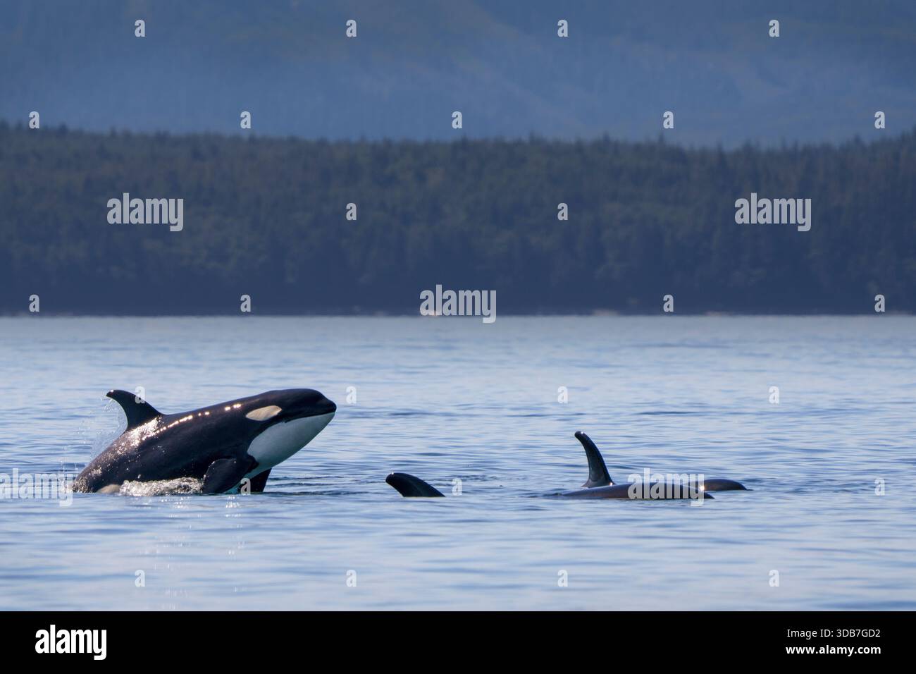 Killerwalschote im Norden, die in der Weynton Passage vor der nördlichen Vancouver Island, dem First Nations Territory und den traditionellen Territorien der Th unterwegs ist Stockfoto