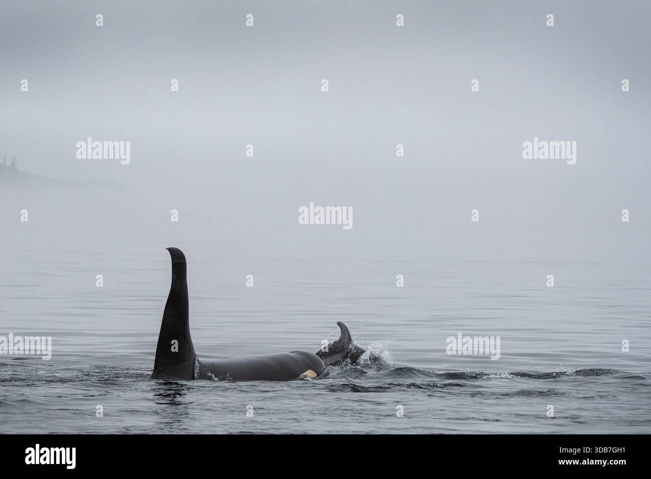 A61, männlicher Orca-Wal im Norden (Killerwal, NRKW) und ein pazifischer Weißseidendelfin, der zusammen in die Queen Charkotte Strait schwimmt Stockfoto