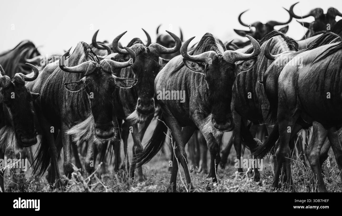 Bild mit Gnus in ihrem natürlichen Lebensraum in Tansania, zeigt die raue Schönheit der afrikanischen Tierwelt, offene Savannenlandschaften und eine Timele Stockfoto