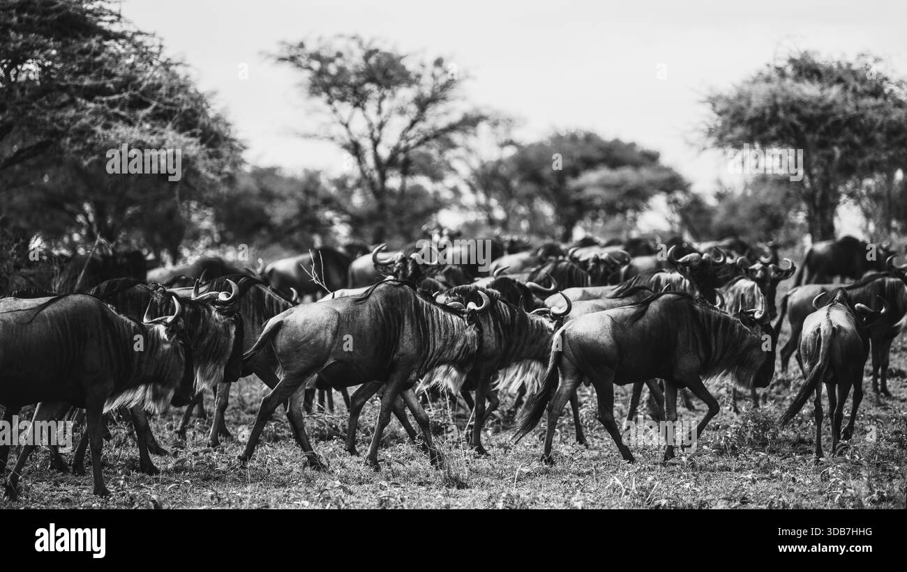 Bild mit Gnus in ihrem natürlichen Lebensraum in Tansania, zeigt die raue Schönheit der afrikanischen Tierwelt, offene Savannenlandschaften und eine Timele Stockfoto