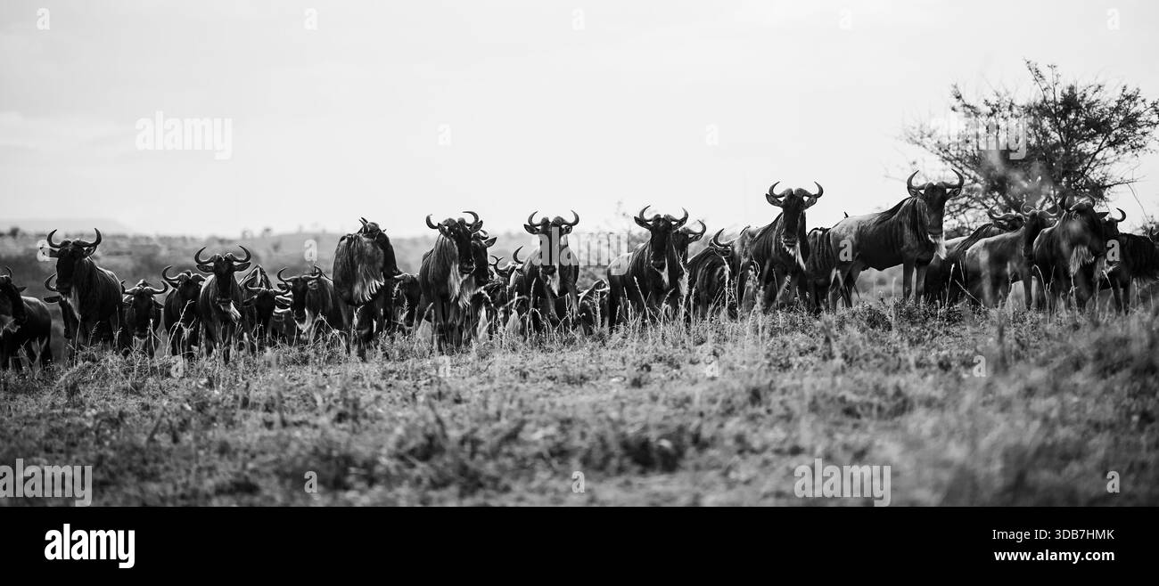 Bild mit Gnus in ihrem natürlichen Lebensraum in Tansania, zeigt die raue Schönheit der afrikanischen Tierwelt, offene Savannenlandschaften und eine Timele Stockfoto