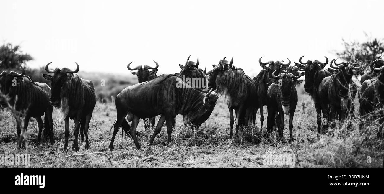 Bild mit Gnus in ihrem natürlichen Lebensraum in Tansania, zeigt die raue Schönheit der afrikanischen Tierwelt, offene Savannenlandschaften und eine Timele Stockfoto