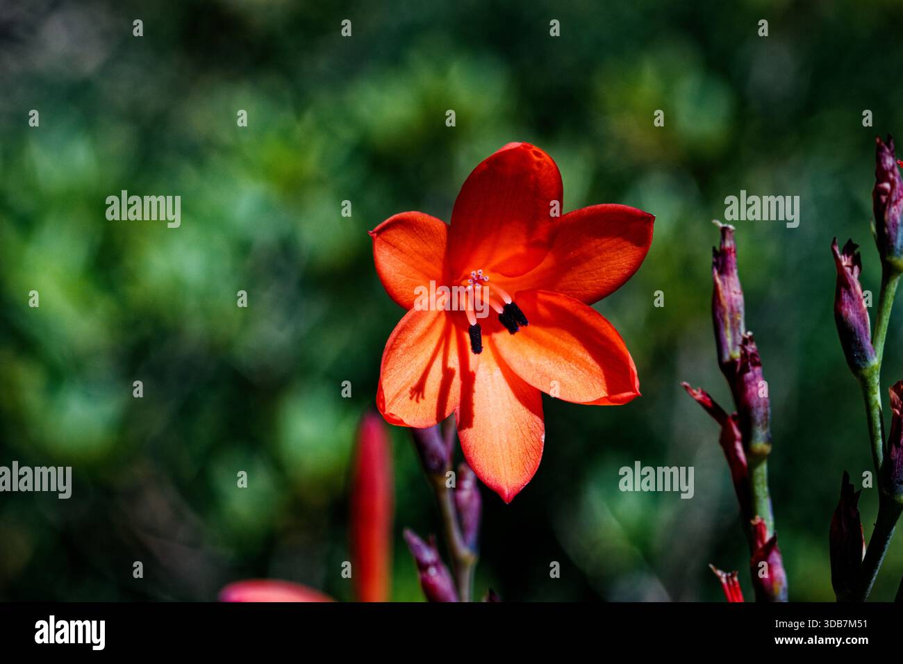 Crocosmia x crocosmiiflora (auch Montbretia genannt) ist eine Gartenhybride aus C. aurea und C. pottsii, die 1880 in Frankreich von Victor Lemoine gezüchtet wurde. Stockfoto