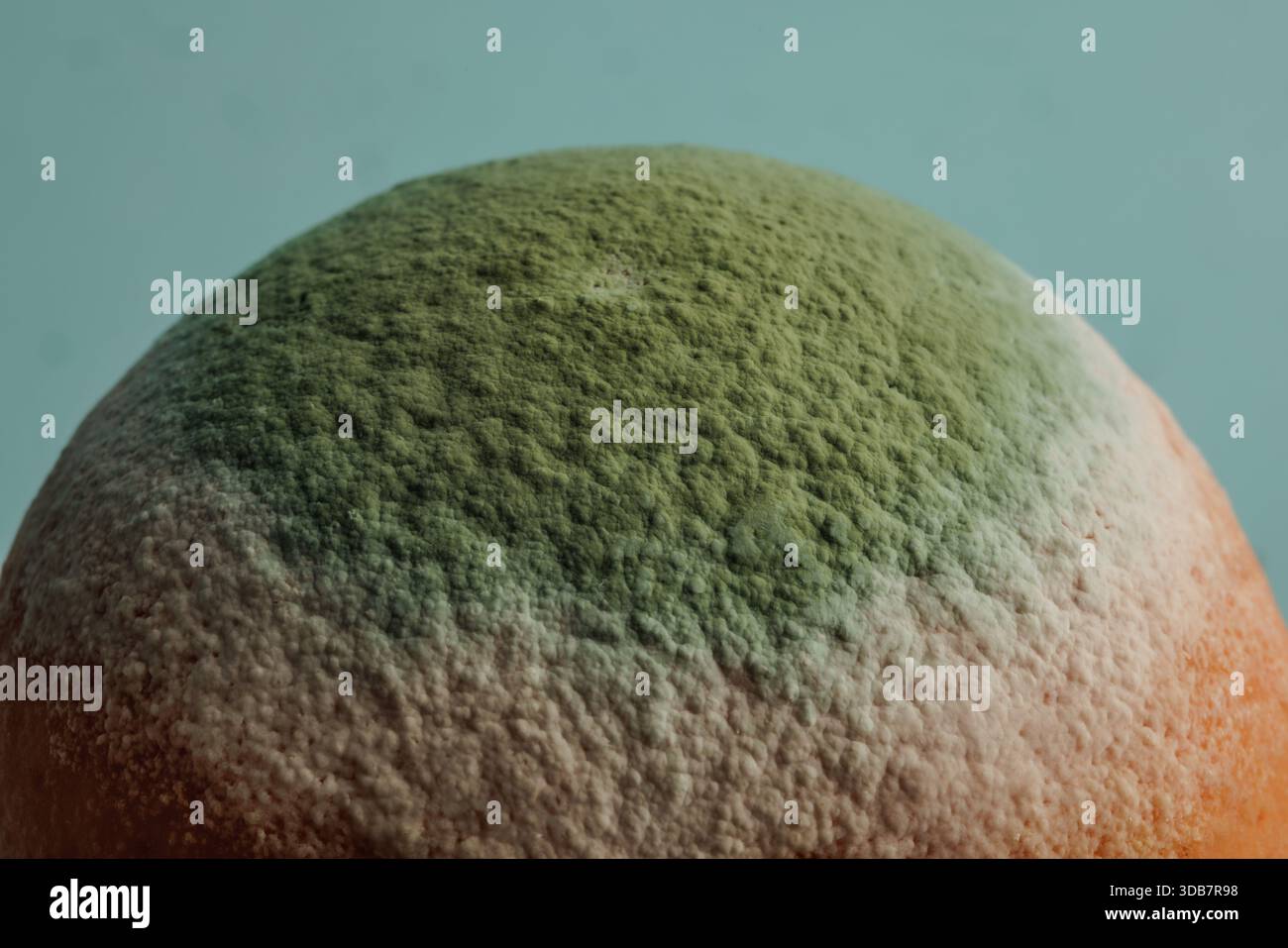 Extreme Nahaufnahme einer schimmeligen Orange, die mit grünem und weißem Pilz bedeckt ist, die den Lebensmittelverderb und die Zersetzung im Detail zeigt Stockfoto