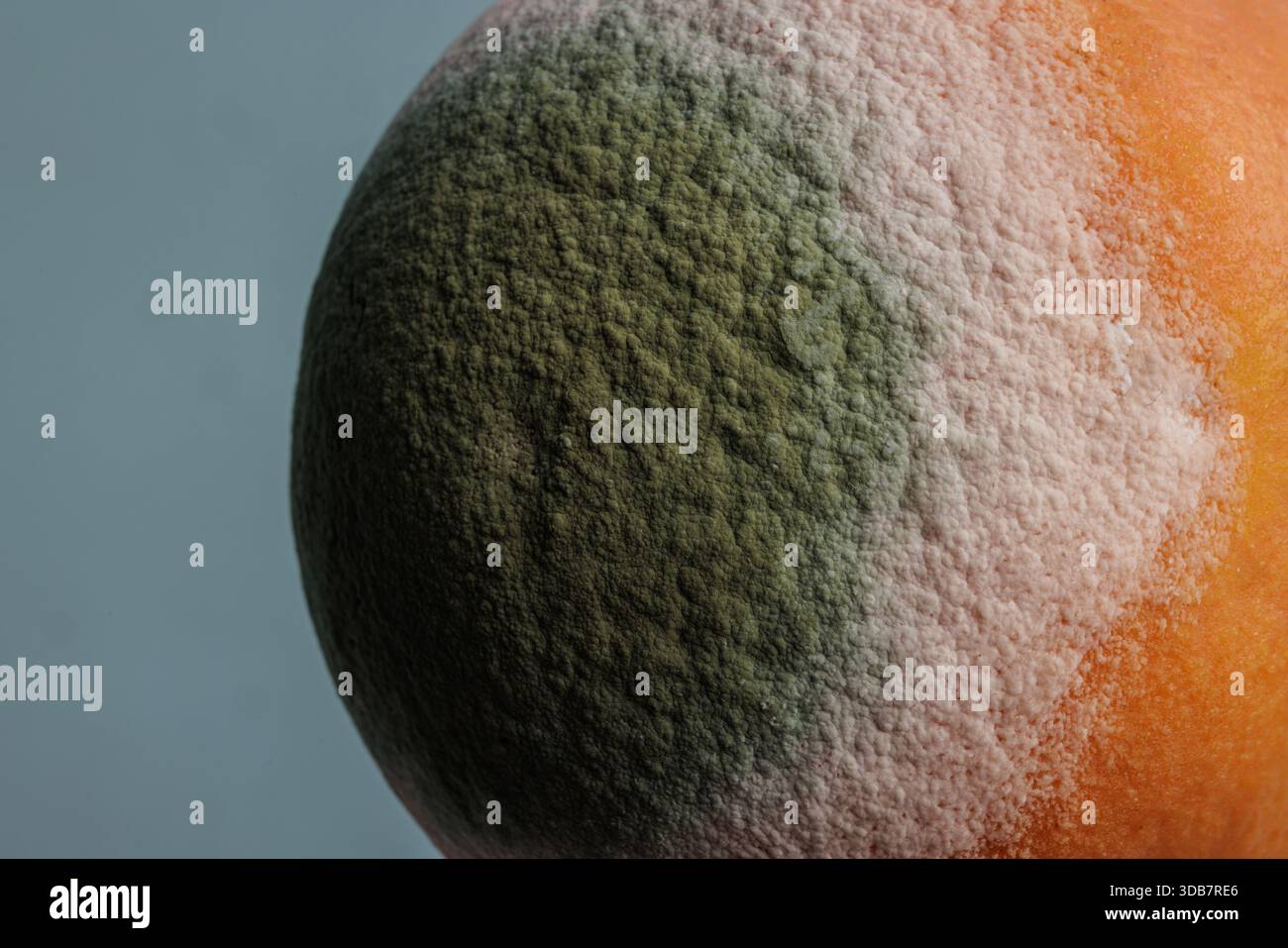 Extreme Nahaufnahme einer schimmeligen Orange, die mit grünem und weißem Pilz bedeckt ist, die den Lebensmittelverderb und die Zersetzung im Detail zeigt Stockfoto