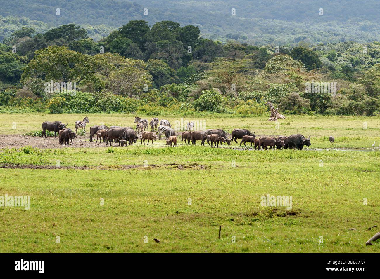 Typisch afrikanische Landschaft mit Büffelherden und Zebras mit einer Familie von Giraffen, die in den Tiefebenen der Serengeti sitzen. Stockfoto